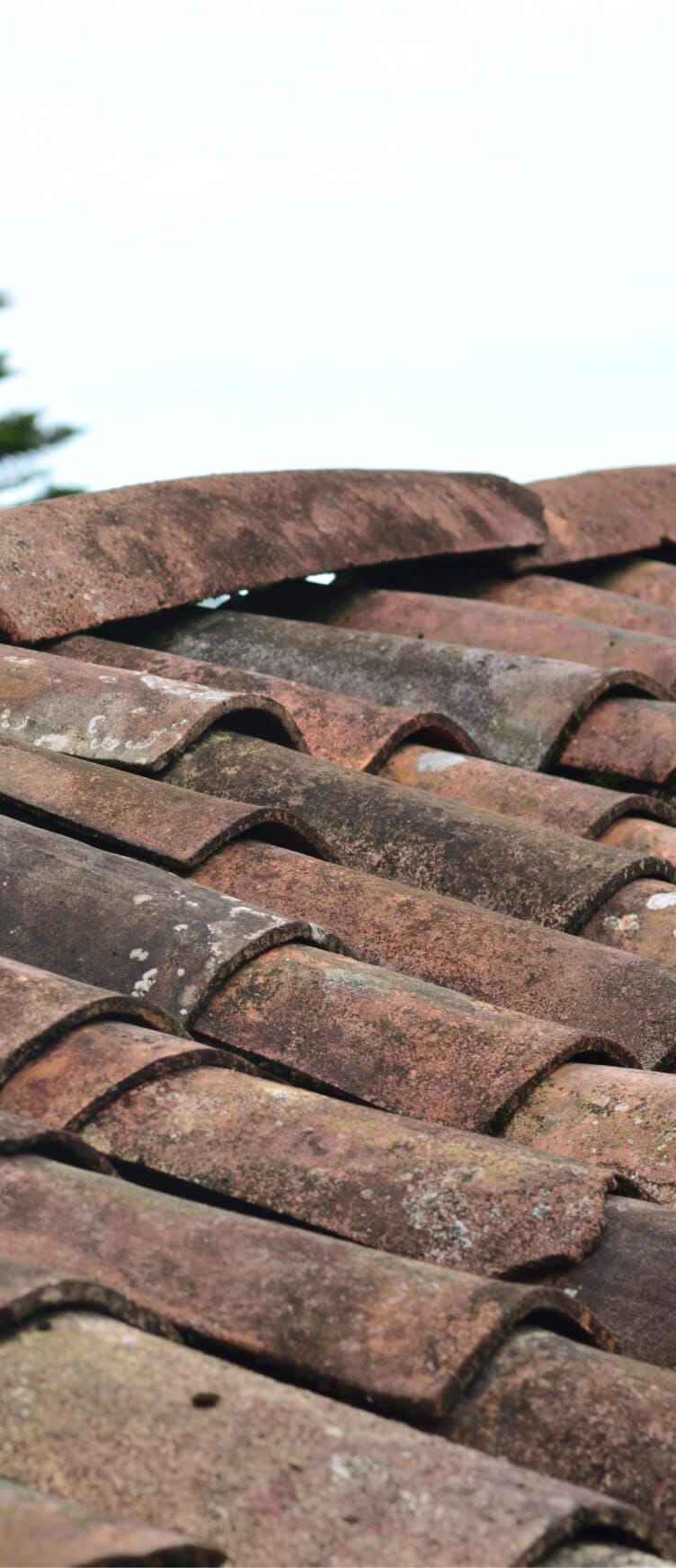 Professional Roof Cleaning Near Me